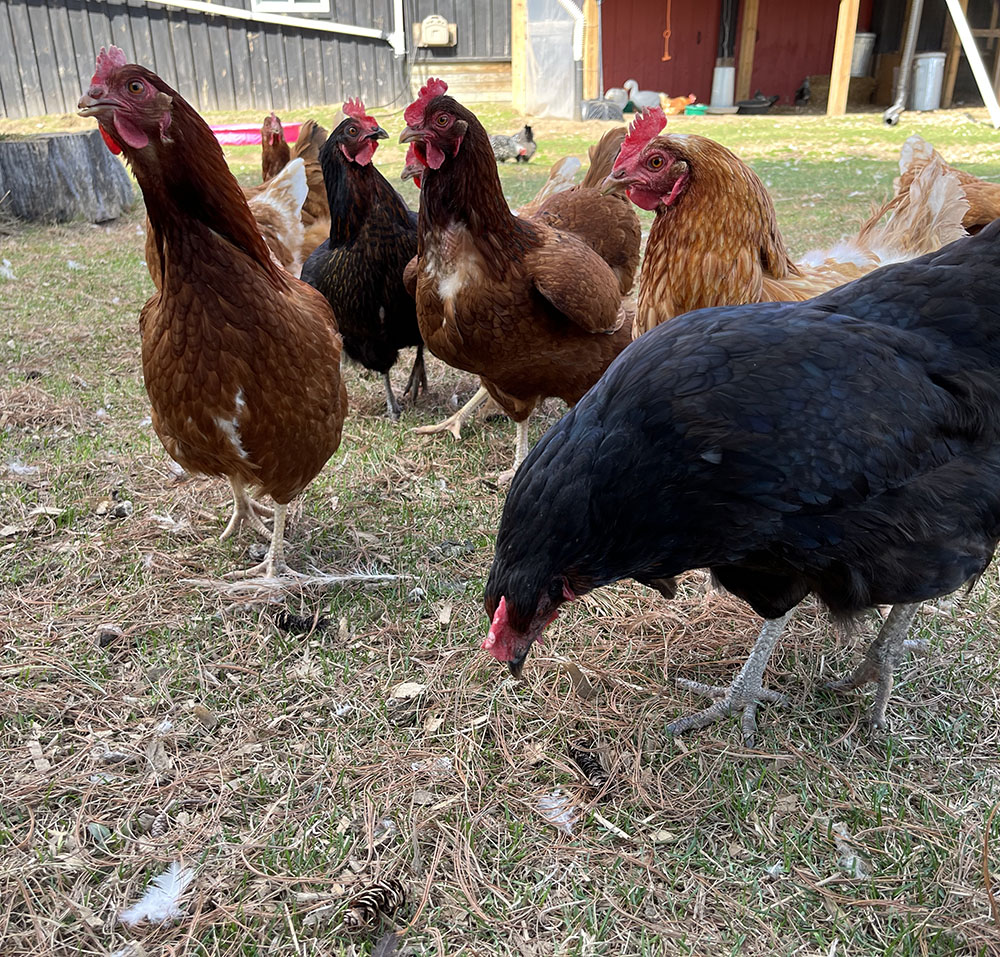 scarlets and black sex link