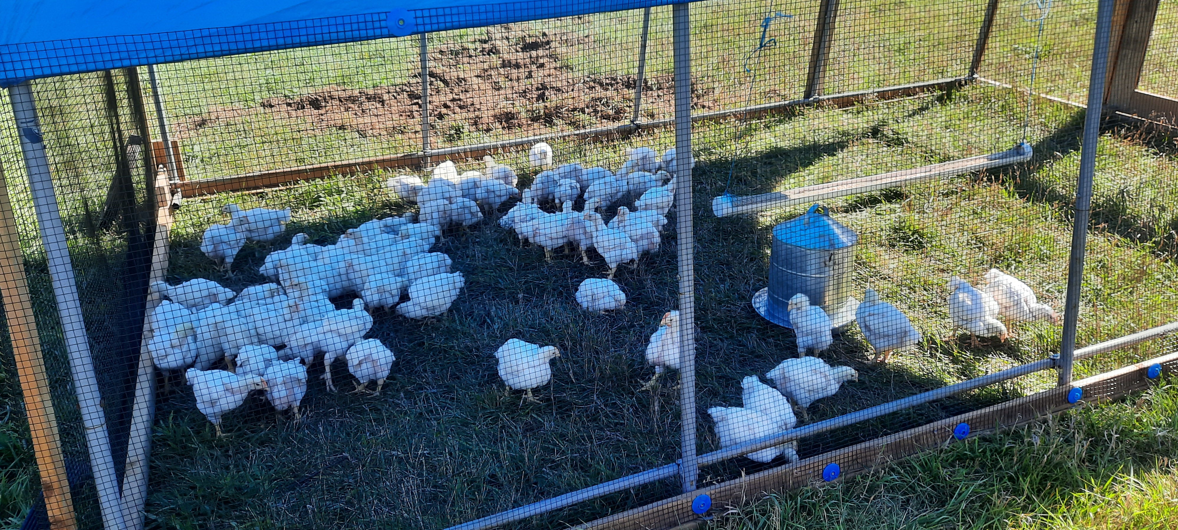 white rock cornish cross