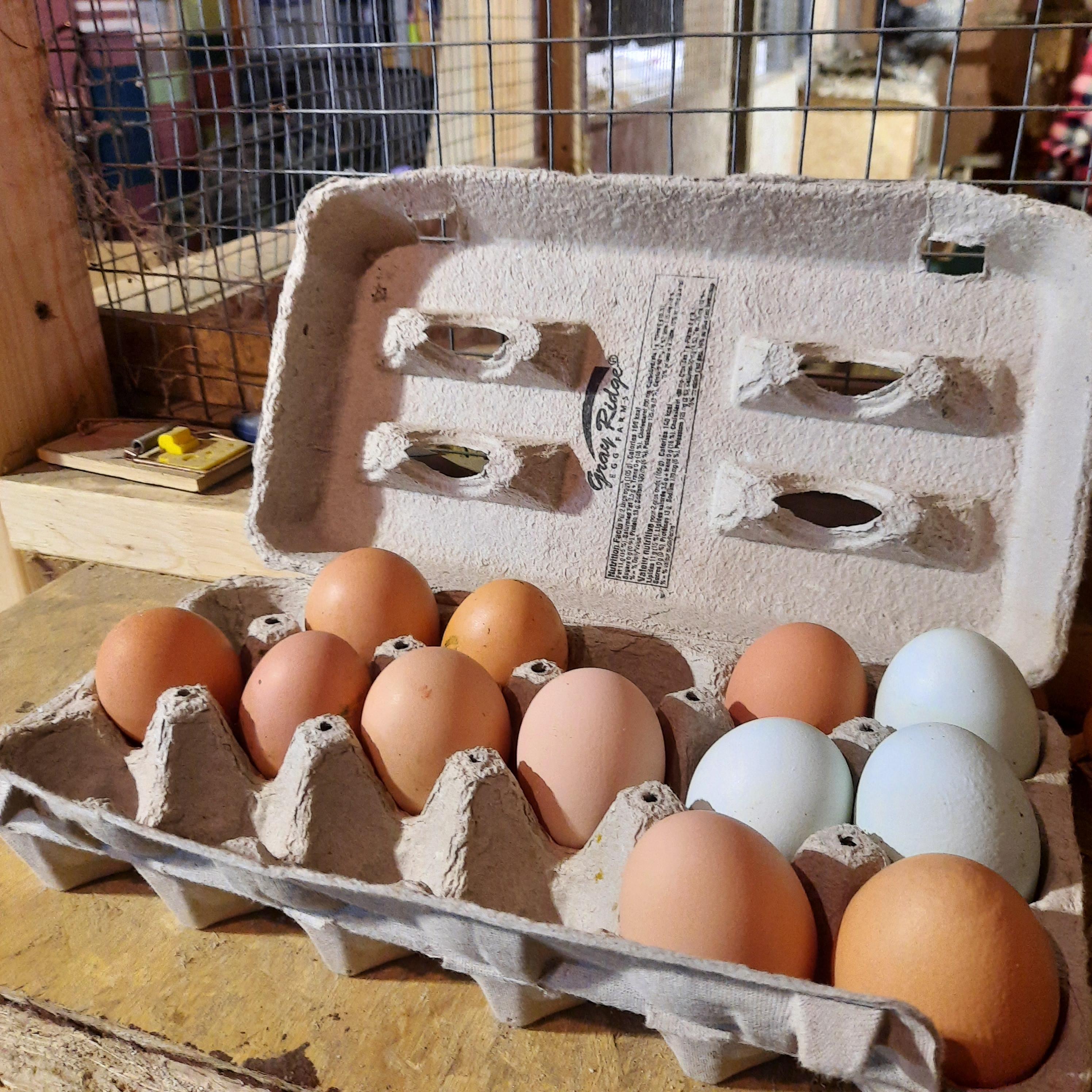 free range eggs